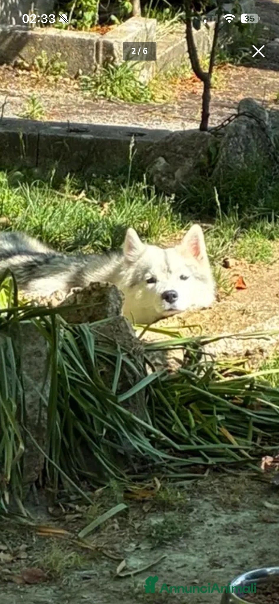 Husky cani Cuccioli di husky - Annuncio 16