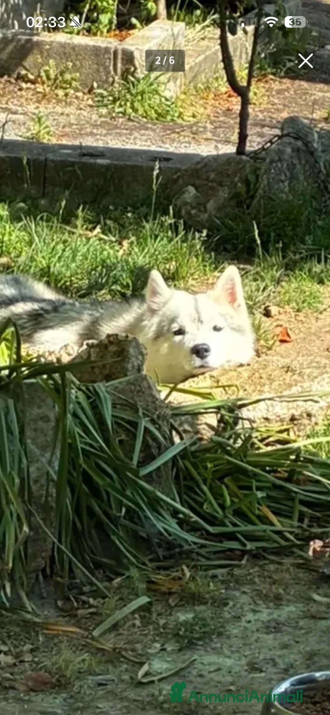 Husky cani in vendita: Cuccioli di husky - Annuncio 1