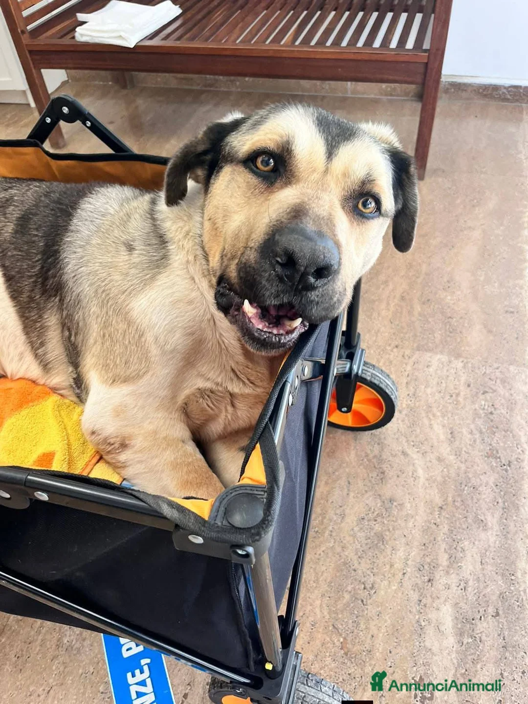 Meticcio cani in regalo: Pablo, cagnolone dolce, in cerca d amore - Annuncio 12