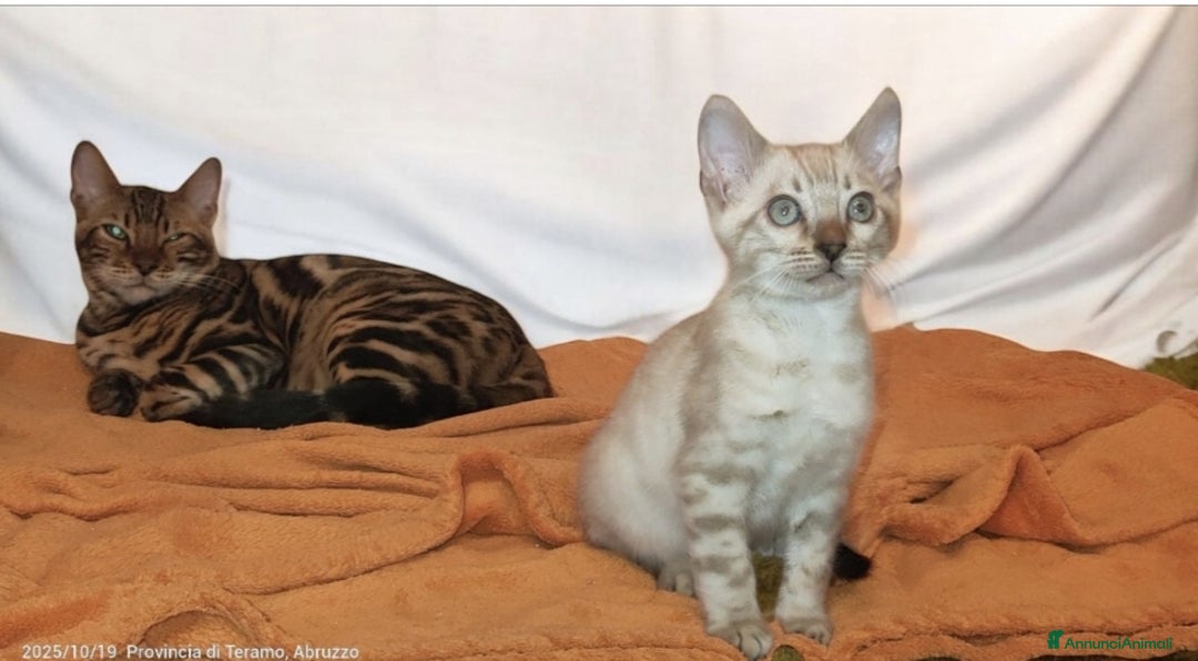 Bengala gatti in vendita: Cuccioli Bengala  - Immagine 7