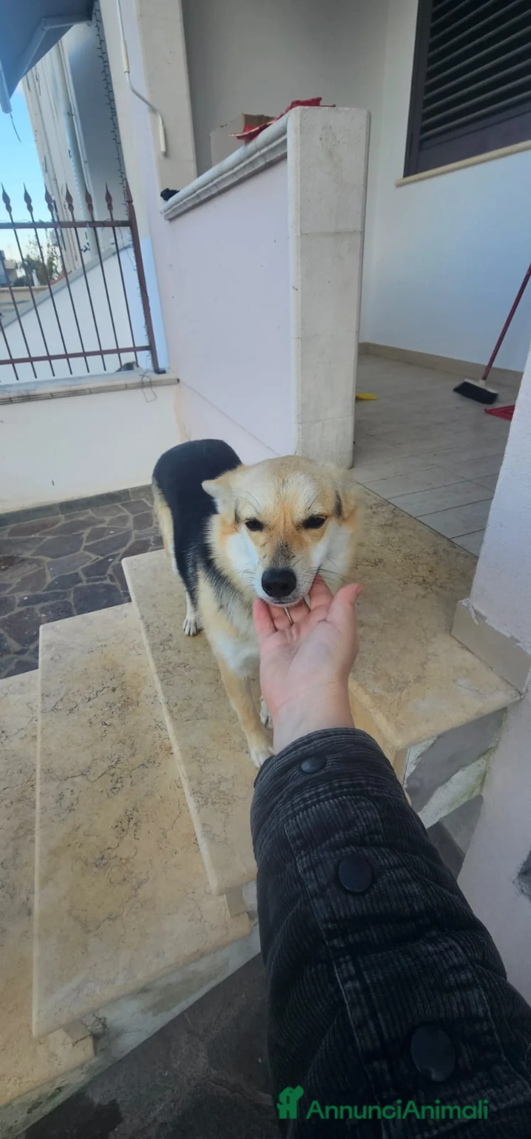 Altre razze cani in regalo: JOI 1 ANNO E MEZZO - Annuncio 4