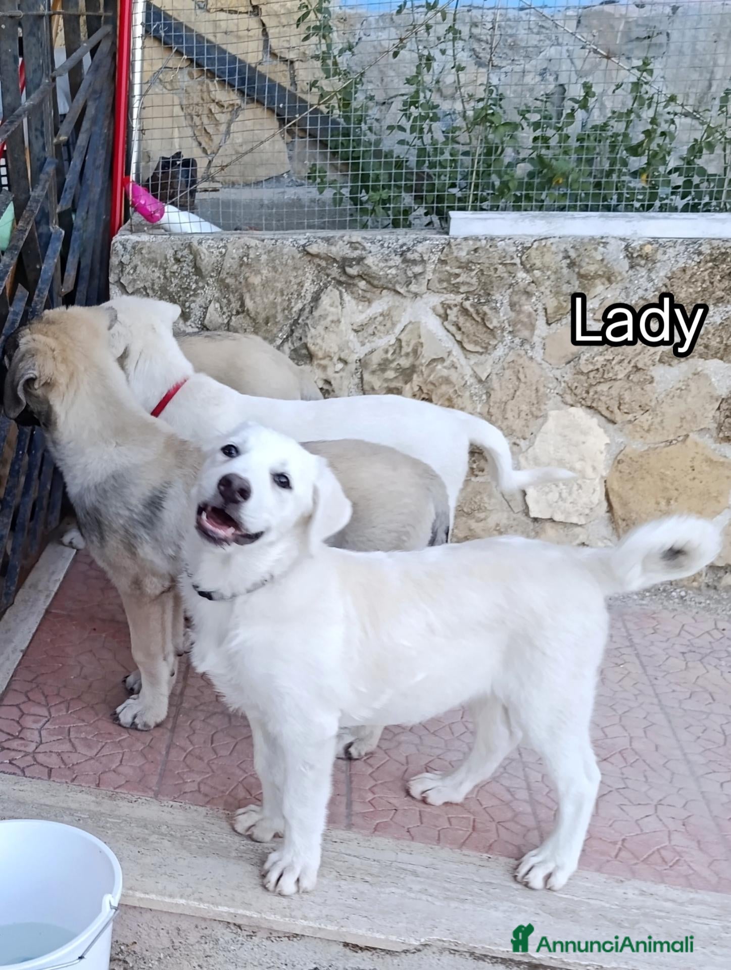 Pastore Abbruzzese Maremmano cani Cucciola di maremmano di 3 mesi  - Annuncio 2