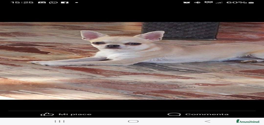 Immagine della galleria {{count}}