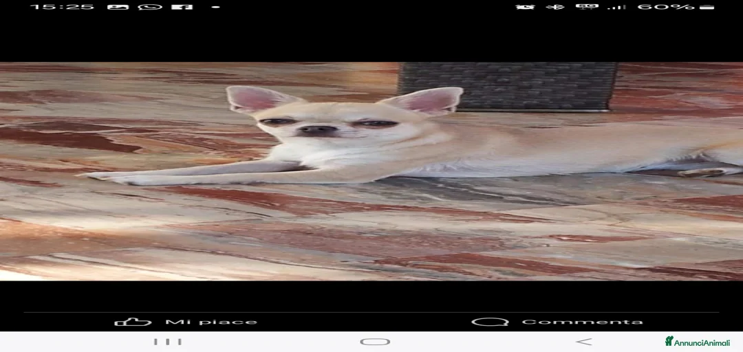 Immagine della galleria {{count}}