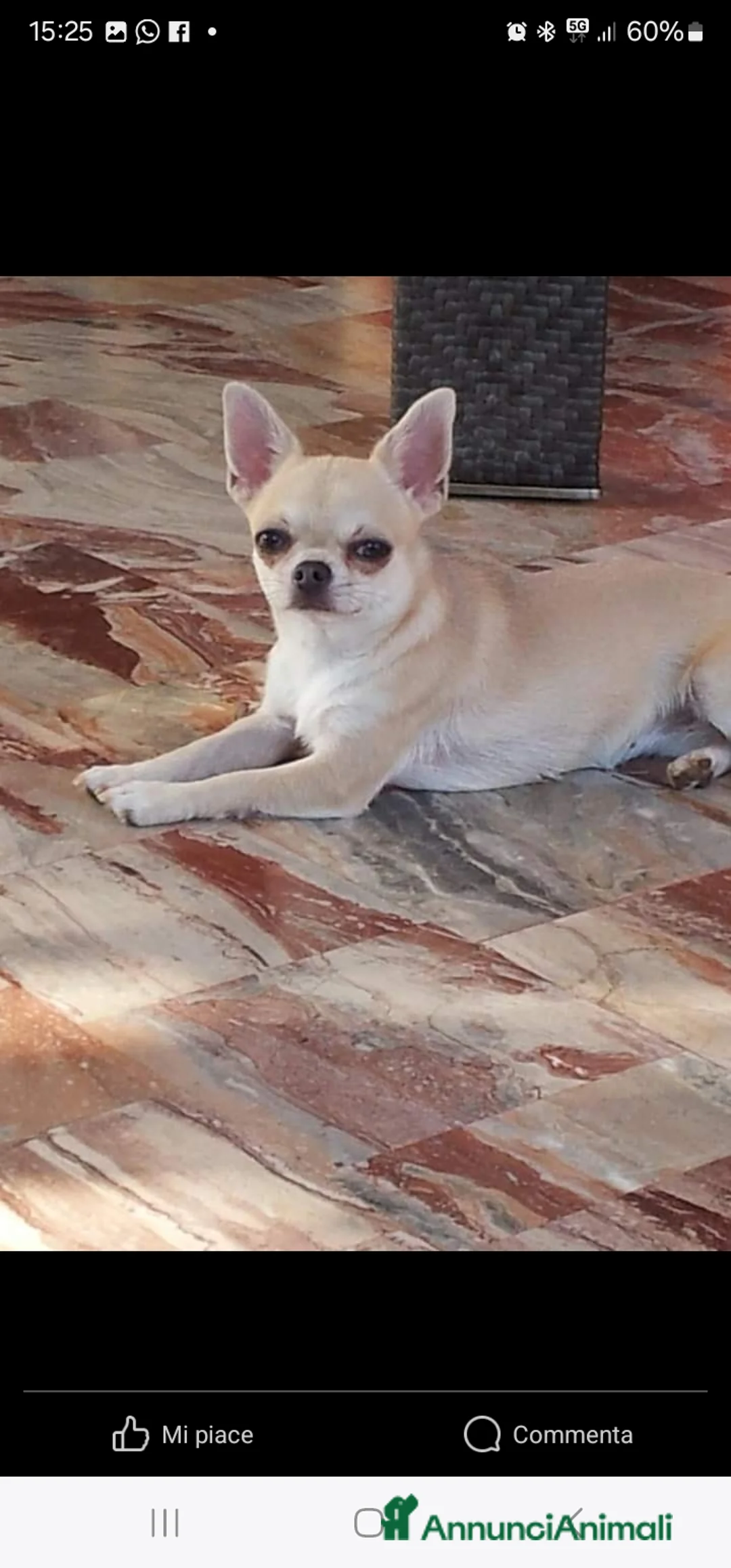 Immagine della galleria {{count}}