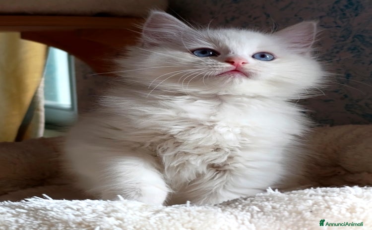 Ragdoll gatti - Annuncio 13