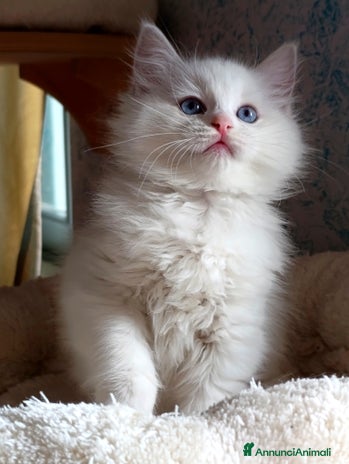 Ragdoll gatti - Annuncio 14