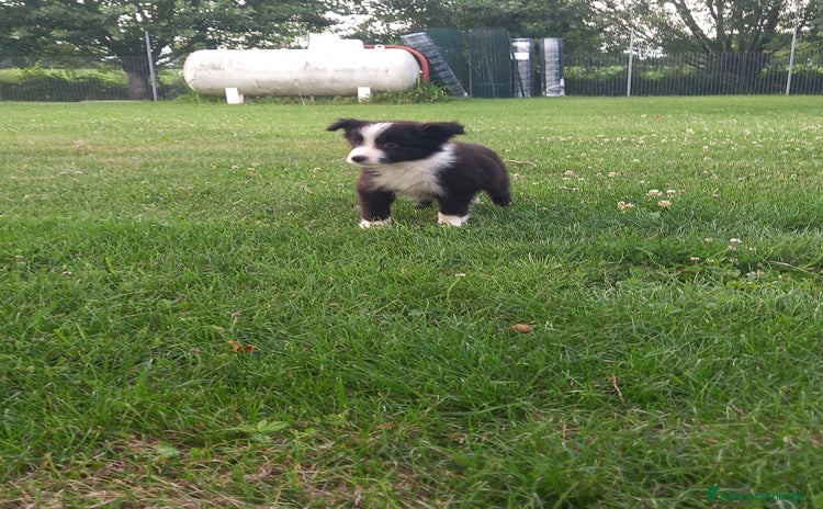 Border Collie cani a Provincia di Padova - Annuncio 1
