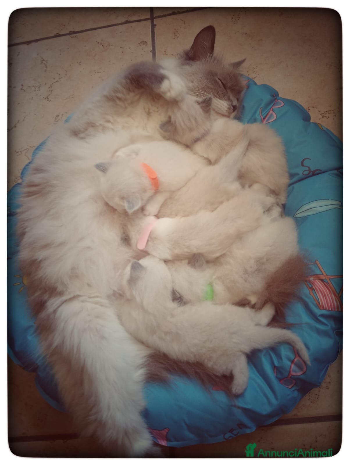 Siberiano gatti Cuccioli Siberiani/Neva Masquerade – Pedigree ANFI - Annuncio 2