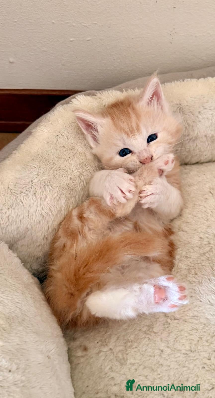 Maine Coon gatti Main coon crema e red tabby mackerel. - Annuncio 2
