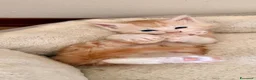 Maine Coon gatti in vendita: Main coon crema e red tabby mackerel. - Annuncio 2