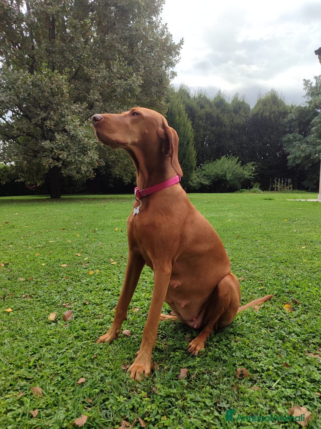 Vizsla cani in vendita: Cucciolata Vizla - Bracco Ungherese - Immagine 5