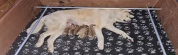 Akita Inu cani in vendita: ULTIMA CUCCIOLA DISPONIBILE DI AKITA INU LOMBARDIA - Annuncio 4