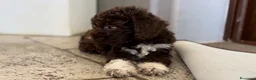 Lagotto cani in vendita: Cuccioli lagotto romagnolo  - Annuncio 6