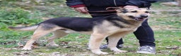 Meticcio cani in regalo: REX affettuoso simpatico nonnino 23 kg - Annuncio 1