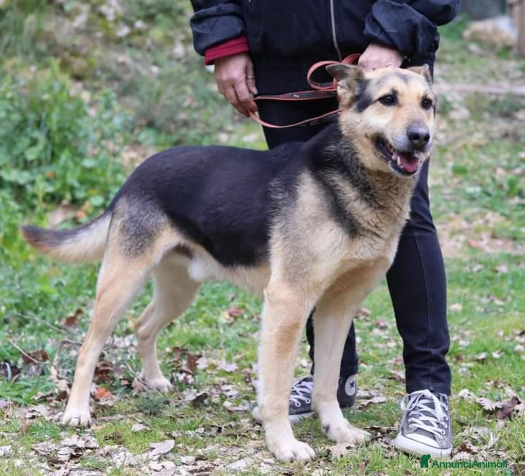 Meticcio cani in regalo: REX affettuoso simpatico nonnino 23 kg - Annuncio 1