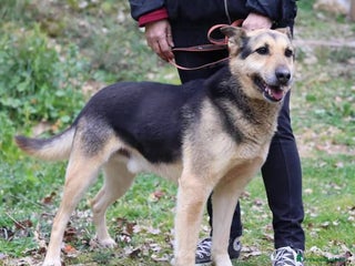 Meticcio cani REX affettuoso simpatico nonnino 23 kg - Annuncio 41