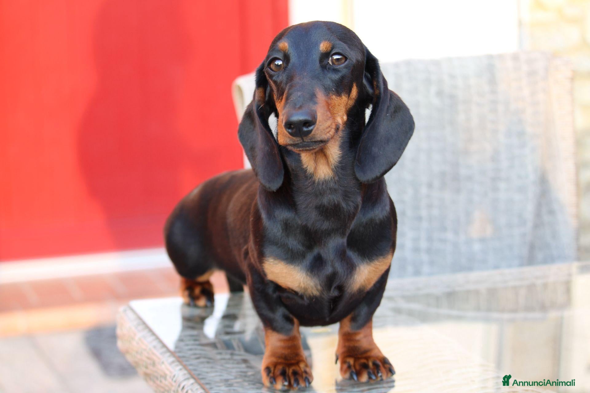 Bassotto cani Disponibile Cucciolone Maschio  - Annuncio 2