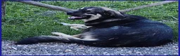 Meticcio cani in regalo: ZANZARA CUCCIOLOTTA 6-7 MESI VUOLE SOLO UNA MAMMA - Annuncio 6