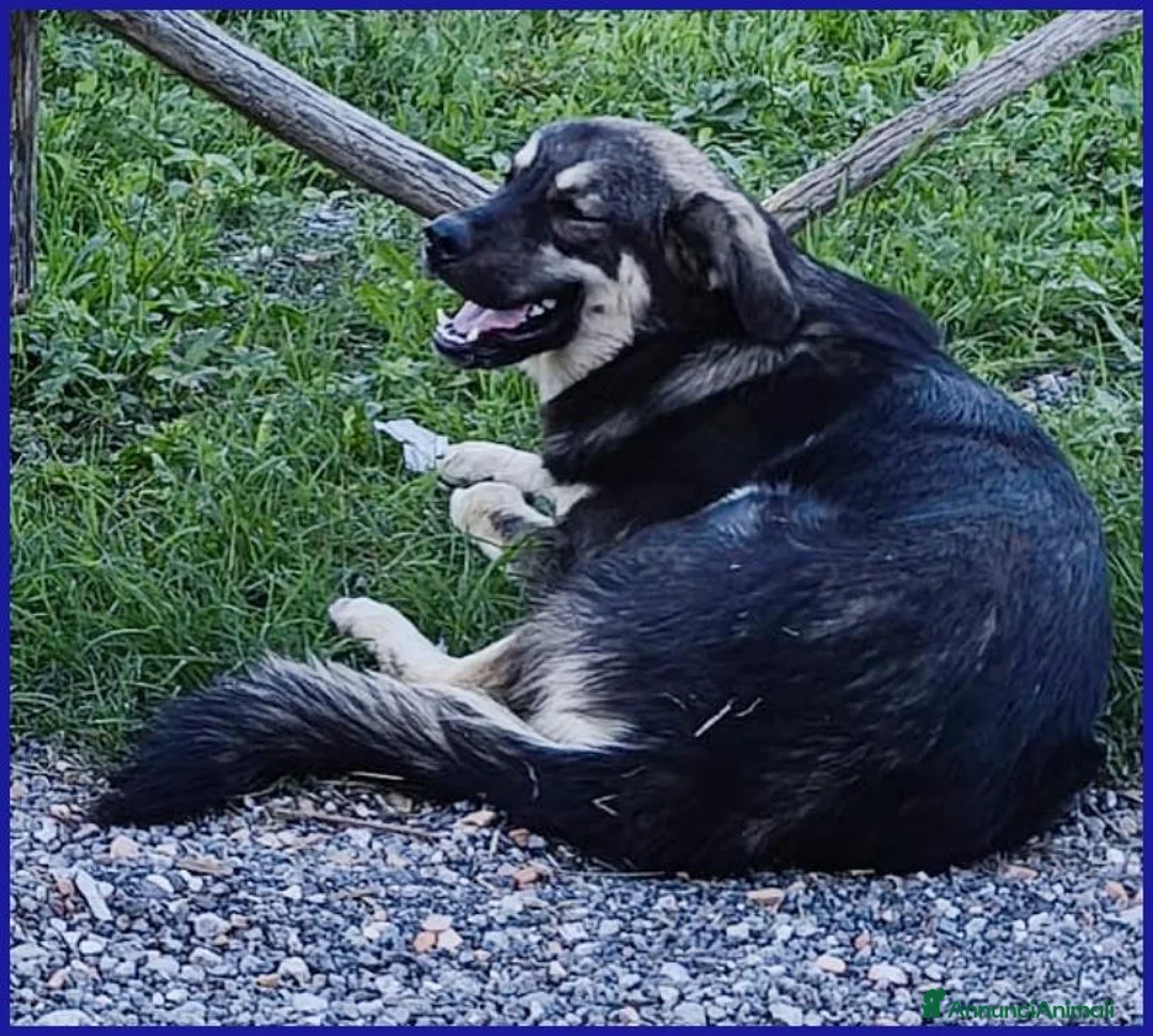 Meticcio cani in regalo: ZANZARA CUCCIOLOTTA 6-7 MESI VUOLE SOLO UNA MAMMA - Annuncio 6