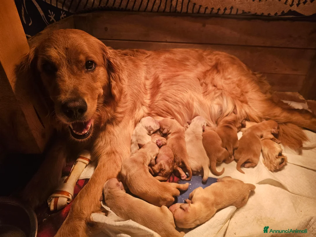 Golden Retriever cani in vendita: CUCCIOLI GOLDEN RETRIVER - Annuncio 3