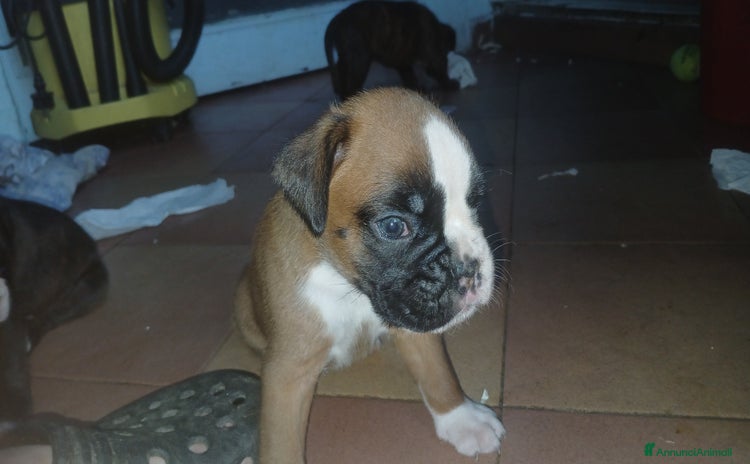 Boxer cani a Provincia di Bergamo - Annuncio 1
