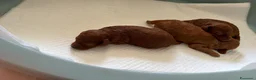 Barboncino Toy cani in vendita: Splendida cucciolata barboncini red - Annuncio 3