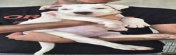 Meticcio cani in regalo: CUCCIOLO SIMIL DOGO/PITBULL a Provincia di Alessandria - Annuncio 5