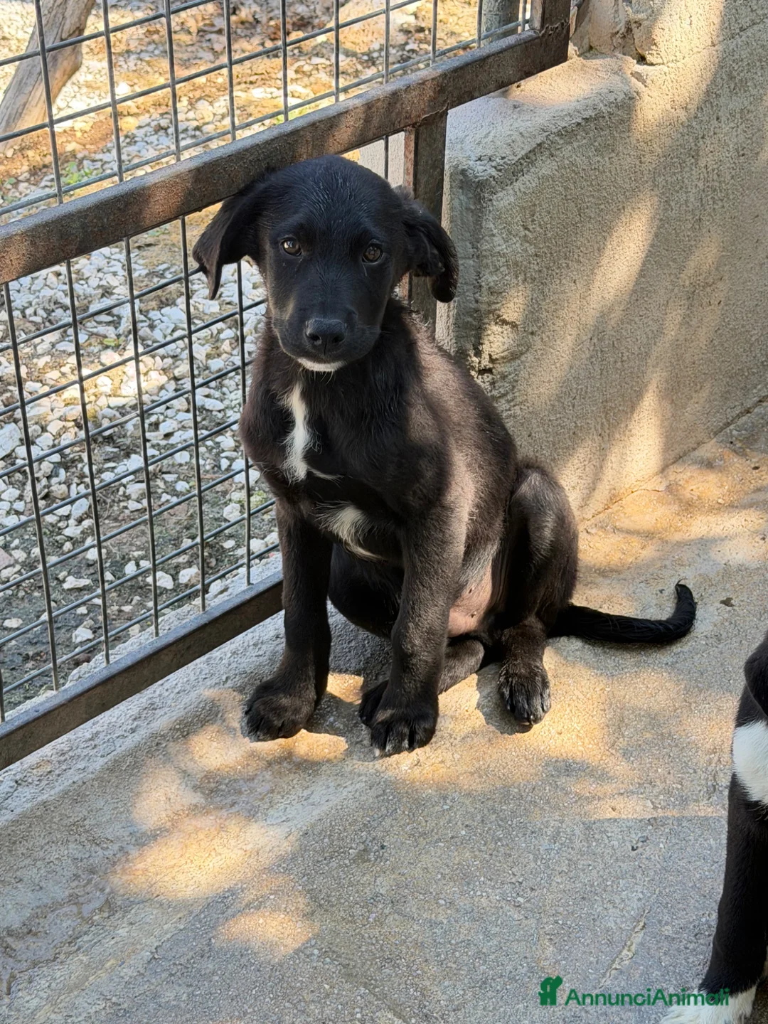 Meticcio cani in regalo: Max 3 mesi - Annuncio 3