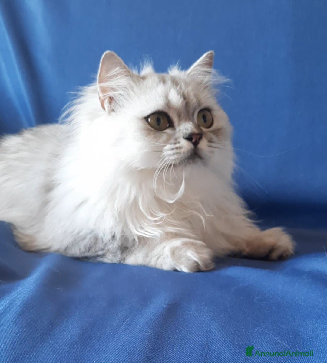 British gatti in vendita: Cucciolo British longhair con pedigree.  - Annuncio 5