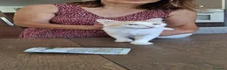 Europeo gatti in regalo: Blanco, un dolcissimo e calmo tenerone  - Annuncio 4