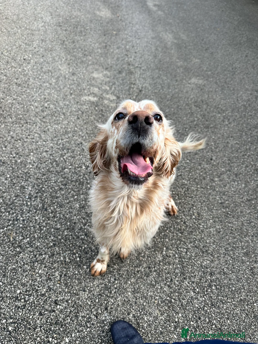 Setter Inglese cani in regalo: Cooper - Annuncio 4