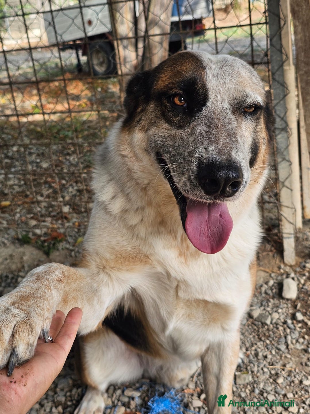 Meticcio cani in regalo: Spike un gigante dal cuore tenero - Annuncio 3