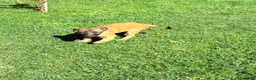 Pastore Belga cani in vendita: Pastore belga  - Annuncio 7