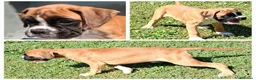 Boxer cani in vendita: cucciola boxer  - Annuncio 1