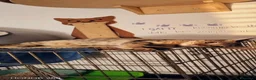 Meticcio gatti in regalo: Siria 5/6 mesi, gattina dolcissima  - Annuncio 2