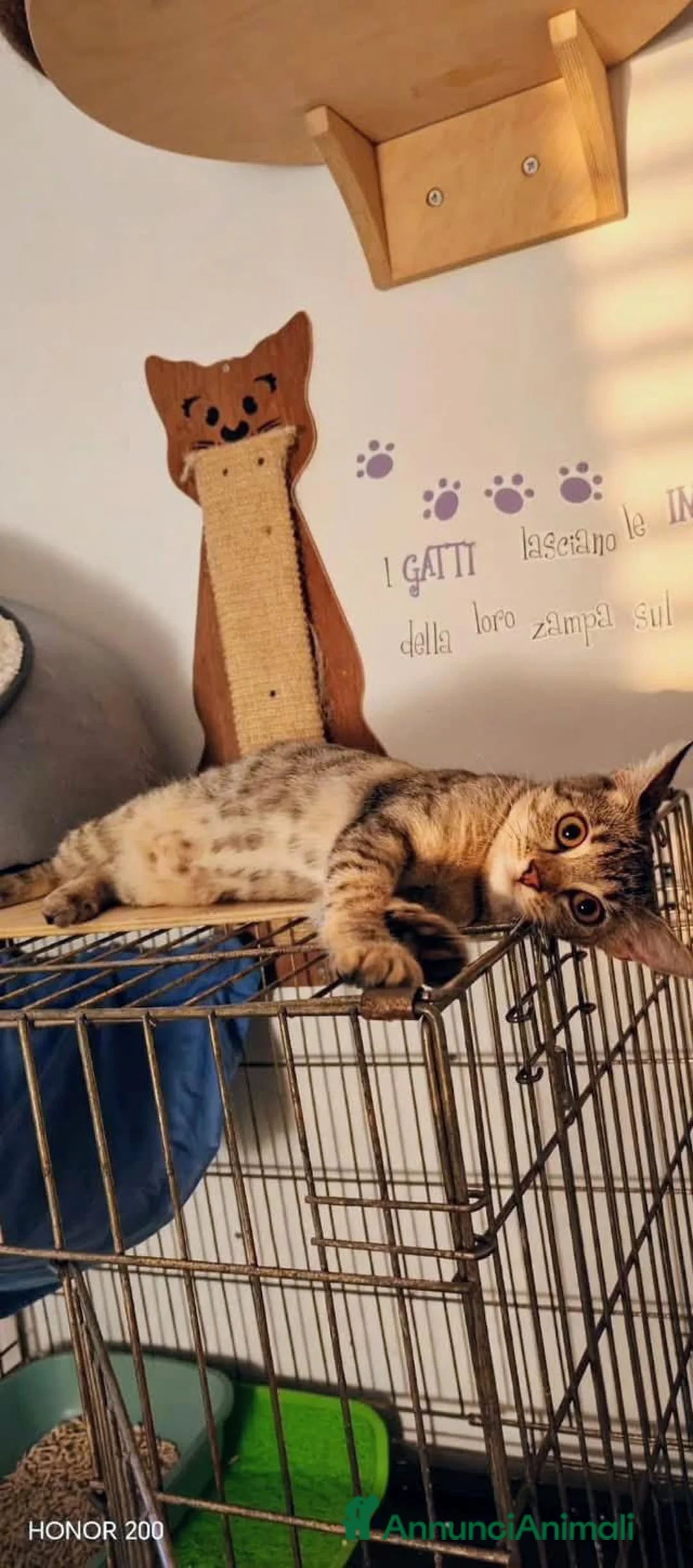 Meticcio gatti in regalo: Siria 5/6 mesi, gattina dolcissima  - Annuncio 2