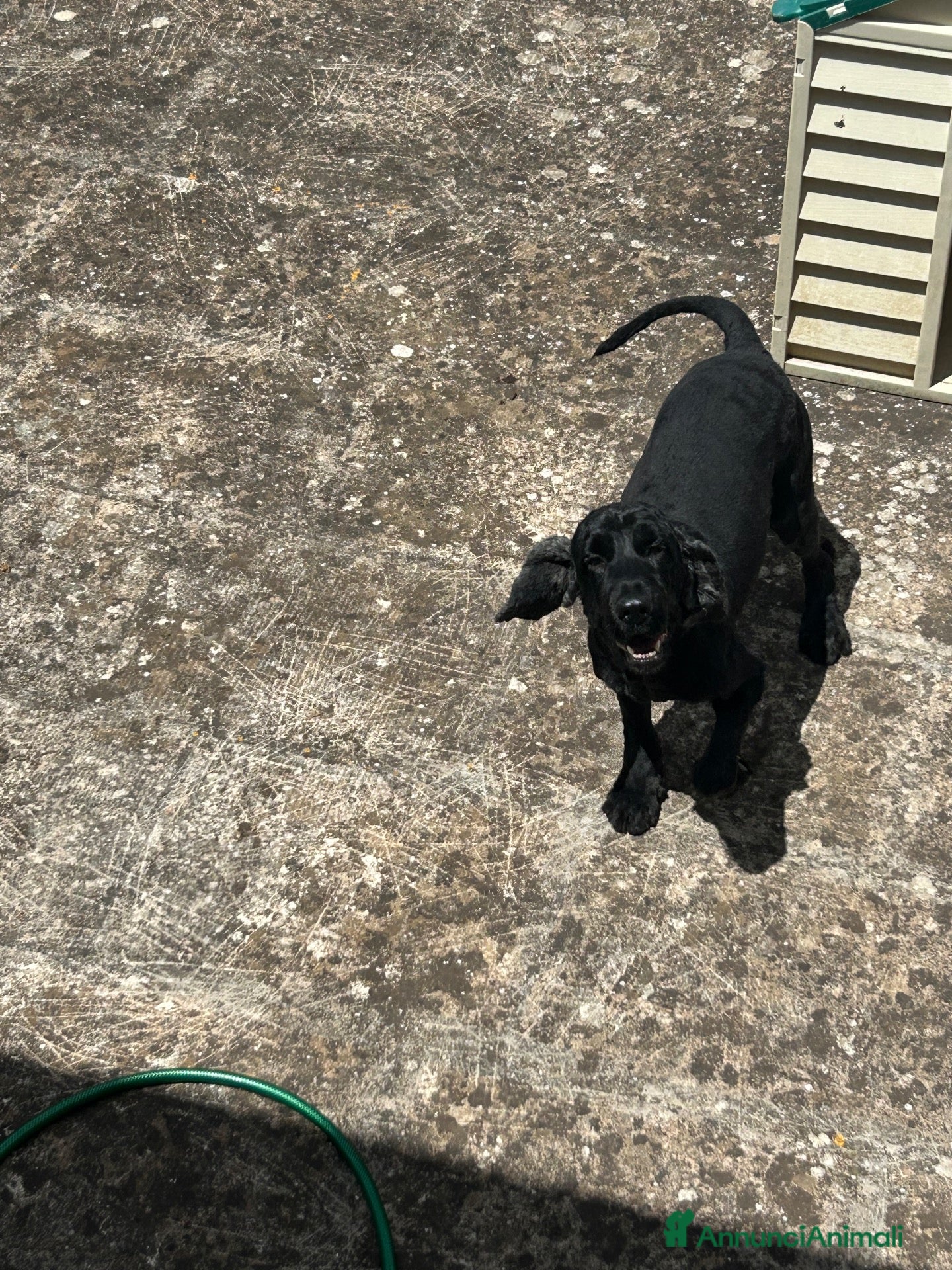 Cocker cani Toto cerca casa - Annuncio 1