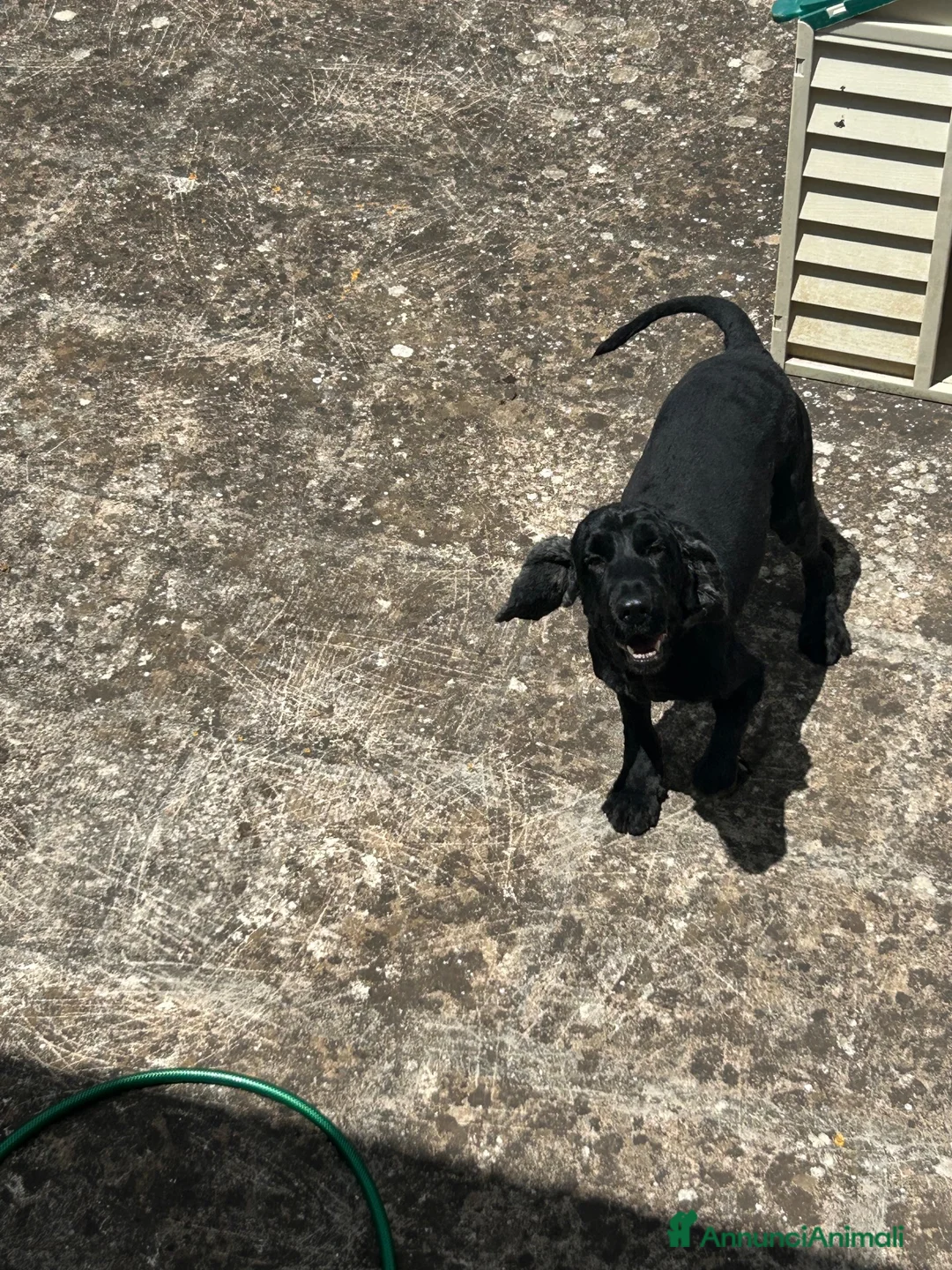 Cocker cani in regalo: Toto cerca casa - Annuncio 1