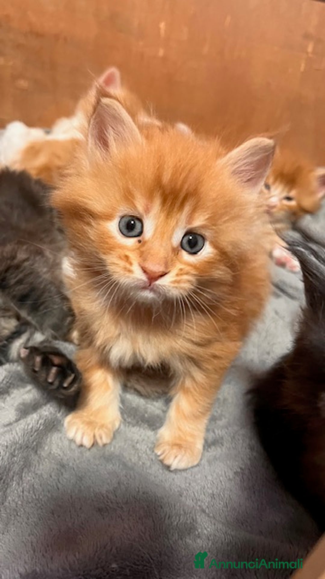 Maine Coon gatti in vendita: Cuccioli Maine Coon - Annuncio 6