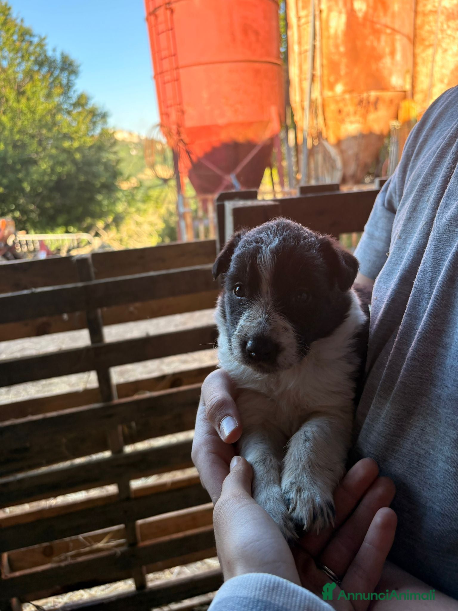 Meticcio cani Incrocio cuccioli Border Collie  - Annuncio 3
