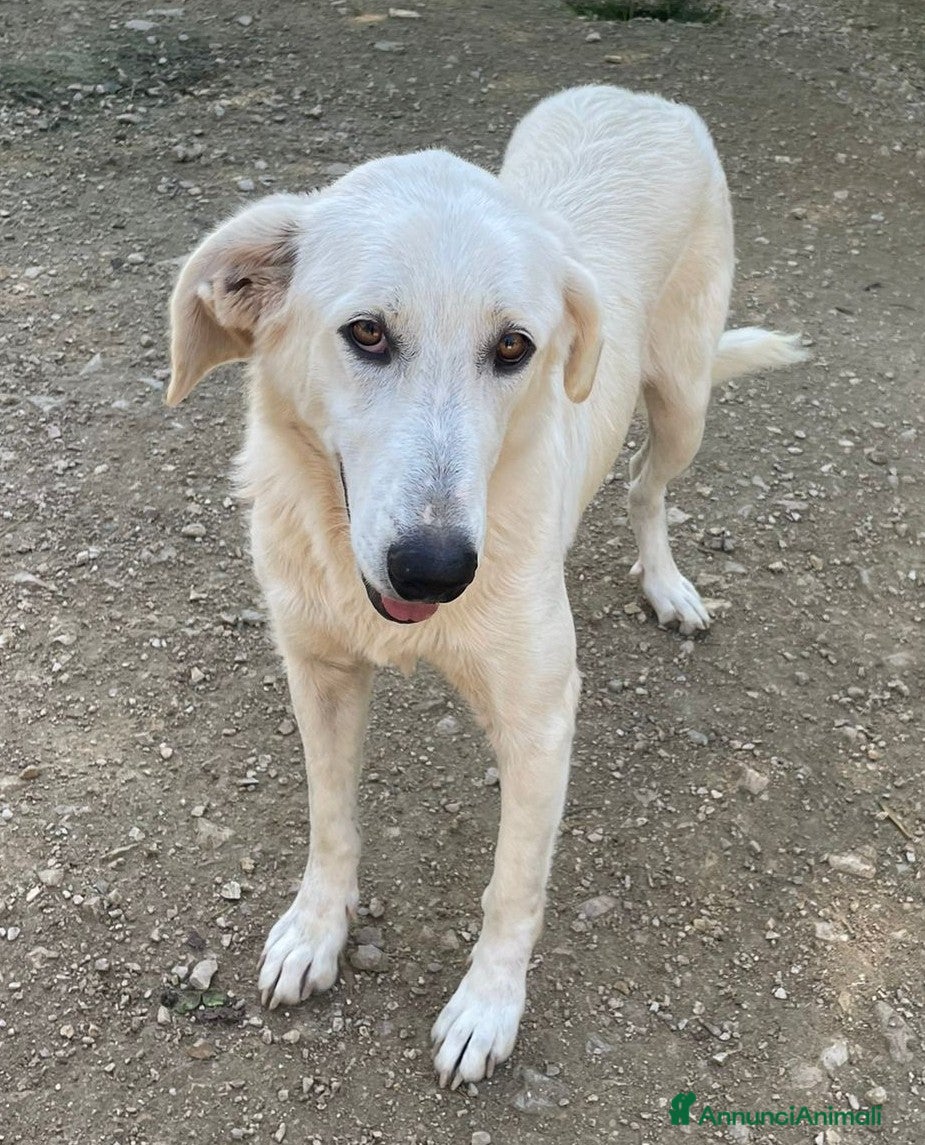 Meticcio cani LA DOLCISSIMA ZULY - Annuncio 21