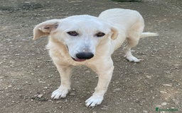 Meticcio cani in regalo: LA DOLCISSIMA ZULY - Annuncio 1