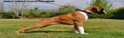 Boxer cani in vendita: BOXER CUCCIOLI VENDO-CUCCIOLI BOXER - Annuncio 12