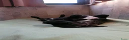 Cane Corso cani in regalo: Cucciole Cane Corso  - Annuncio 3