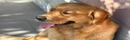 Golden Retriever cani in vendita: Golden retriever  a Provincia di Varese - Annuncio 5