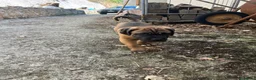 Cane Corso cani in vendita: Cucciolo Cane Corso - Annuncio 4