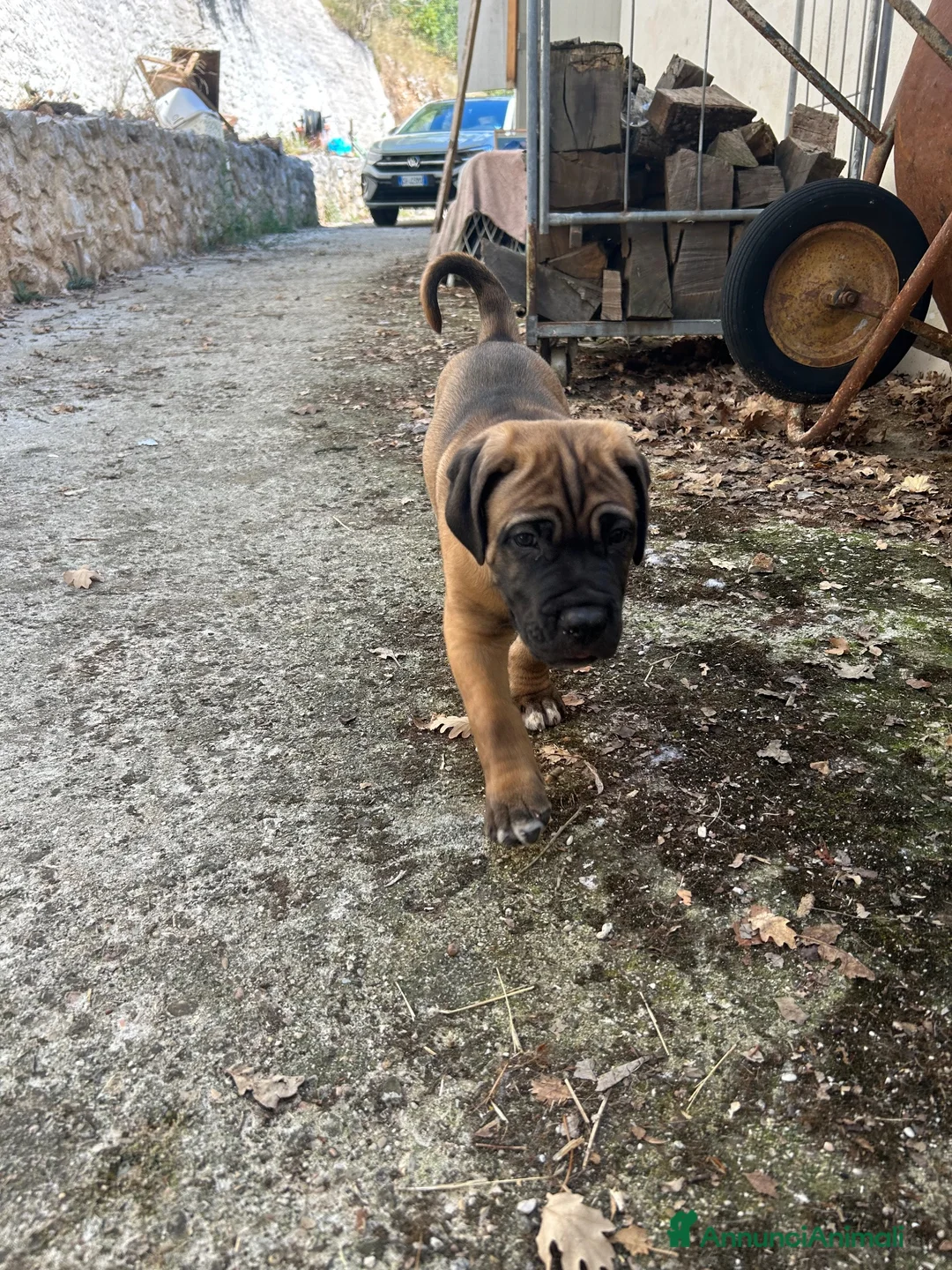 Cane Corso cani in vendita: Cucciolo Cane Corso - Annuncio 4