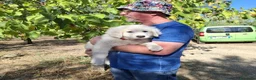 Meticcio cani in regalo: Gelso il capolavoro  - Annuncio 8