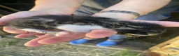 Meticcio gatti in regalo: GATTI ADORABILI a Provincia di Monza e della Brianza - Annuncio 14